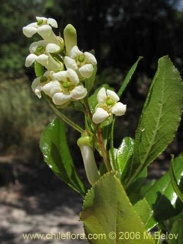 Image of Escallonia leucantha (Siete camisas / Luncillo / Ñipa blanca). Click to enlarge parts of image.