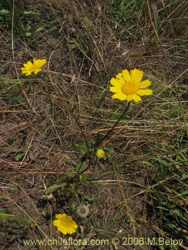 Imágen de Asteraceae sp. #2430 (). Haga un clic para aumentar parte de imágen.