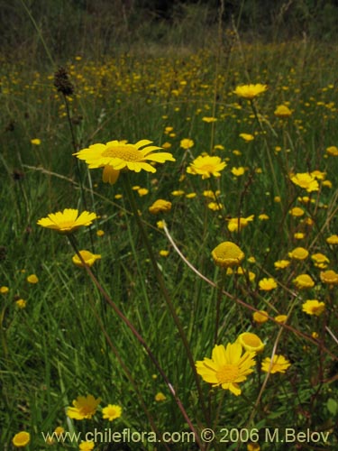 Bild von Asteraceae sp. #2430 (). Klicken Sie, um den Ausschnitt zu vergrössern.