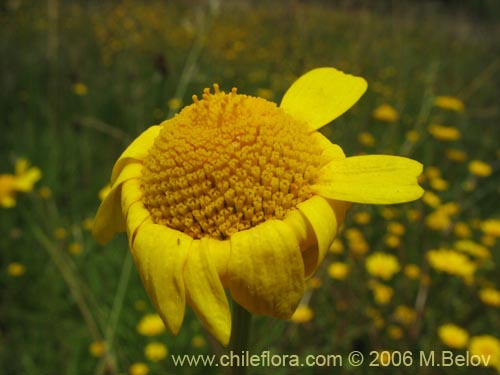 Imágen de Asteraceae sp. #2430 (). Haga un clic para aumentar parte de imágen.