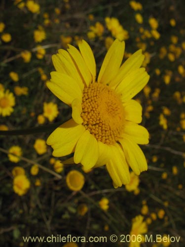 Imágen de Asteraceae sp. #2430 (). Haga un clic para aumentar parte de imágen.