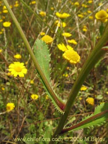 Image of Asteraceae sp. #2430 (). Click to enlarge parts of image.