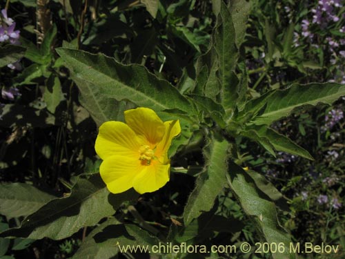 Imágen de Ludwigia peploides (Duraznillo de agua). Haga un clic para aumentar parte de imágen.