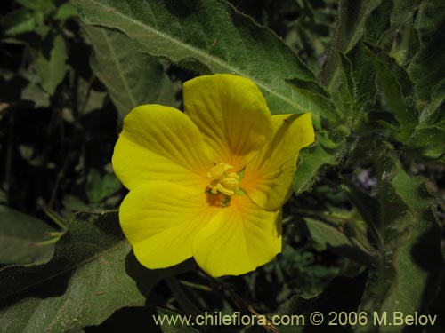 Image of Ludwigia peploides (Duraznillo de agua). Click to enlarge parts of image.