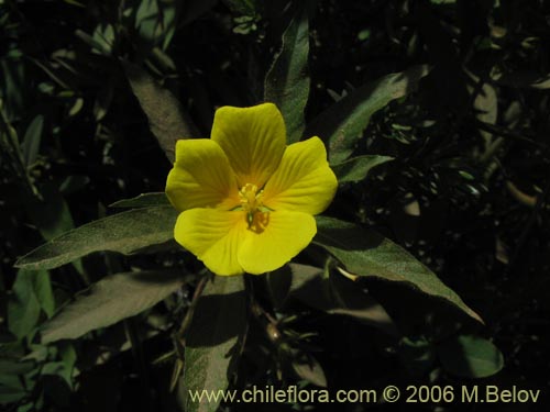 Фотография Ludwigia peploides (Duraznillo de agua). Щелкните, чтобы увеличить вырез.