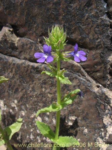 Image of Stemodia durantifolia (Contrayerba). Click to enlarge parts of image.