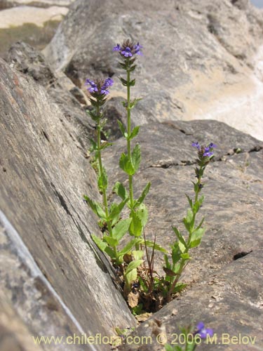 Image of Stemodia durantifolia (Contrayerba). Click to enlarge parts of image.