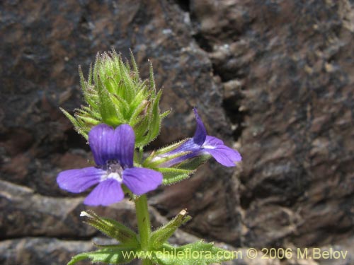 Image of Stemodia durantifolia (Contrayerba). Click to enlarge parts of image.