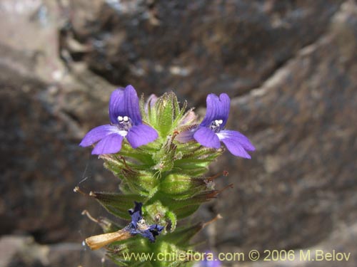 Фотография Stemodia durantifolia (Contrayerba). Щелкните, чтобы увеличить вырез.