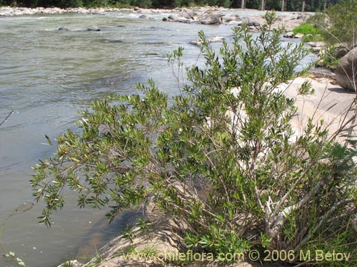 Image of Myrceugenia lanceolata (Myrceugenia de hojas largas / Arrayancillo). Click to enlarge parts of image.