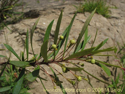 Bild von Myrceugenia lanceolata (Myrceugenia de hojas largas / Arrayancillo). Klicken Sie, um den Ausschnitt zu vergrössern.