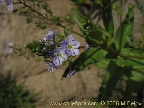 Image of Veronica anagallais-aquatica (Nomeolvides del campo). Click to enlarge parts of image.