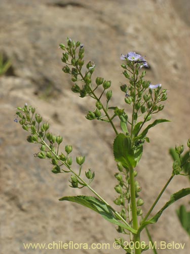 Bild von Veronica anagallais-aquatica (Nomeolvides del campo). Klicken Sie, um den Ausschnitt zu vergrössern.