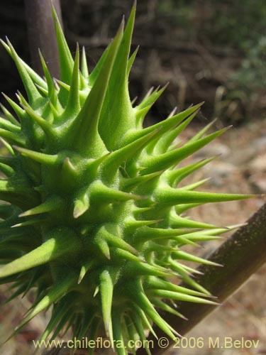 Bild von Datura stramonium (Chamico / Miyaya). Klicken Sie, um den Ausschnitt zu vergrössern.