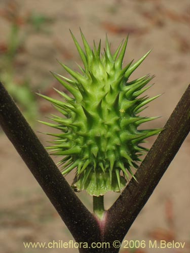 Bild von Datura stramonium (Chamico / Miyaya). Klicken Sie, um den Ausschnitt zu vergrössern.