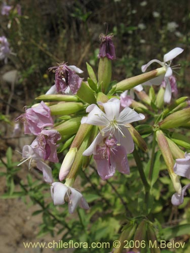 Bild von Saponaria officinalis (Jabonera / Saponaria). Klicken Sie, um den Ausschnitt zu vergrössern.