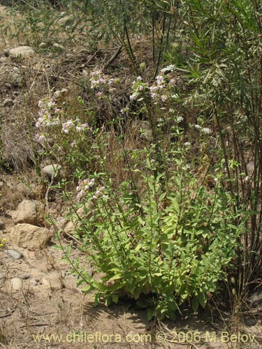 Image of Saponaria officinalis (Jabonera / Saponaria). Click to enlarge parts of image.