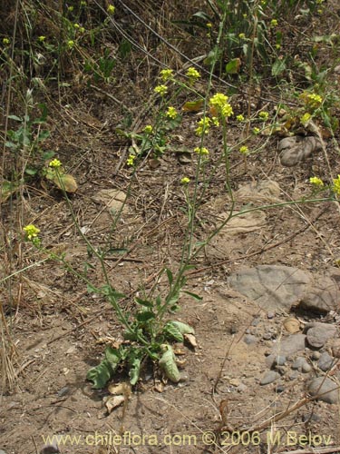 Bild von Brassica campestris (Yuyo). Klicken Sie, um den Ausschnitt zu vergrössern.