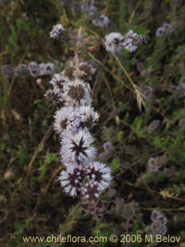 Bild von Mentha pulegium (Poleo / Menta). Klicken Sie, um den Ausschnitt zu vergrössern.