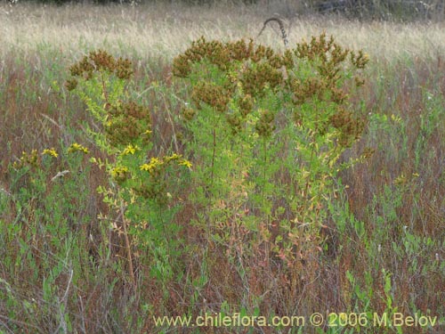 Фотография Hypericum perforatum (Hierba de San Juan). Щелкните, чтобы увеличить вырез.