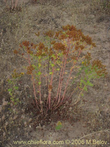 Imágen de Hypericum perforatum (Hierba de San Juan). Haga un clic para aumentar parte de imágen.