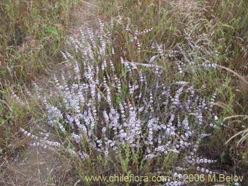 Imágen de Mentha pulegium (Poleo / Menta). Haga un clic para aumentar parte de imágen.