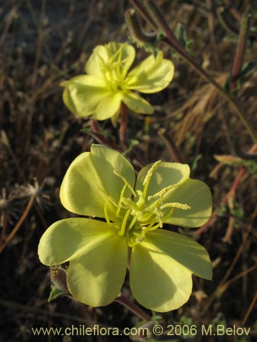 Bild von Oenothera stricta (Flor de San José / Don Diego de la noche amarillo). Klicken Sie, um den Ausschnitt zu vergrössern.