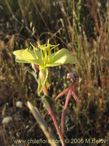 Bild von Oenothera stricta (Flor de San José / Don Diego de la noche amarillo). Klicken Sie, um den Ausschnitt zu vergrössern.