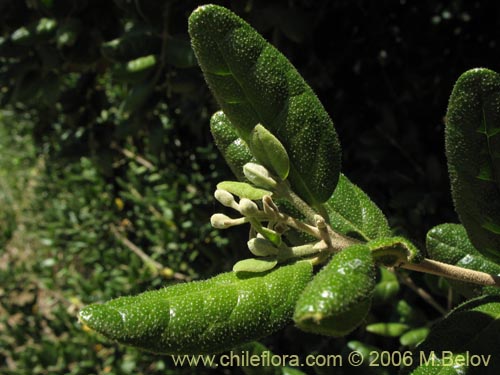 Image of Peumus boldus (Boldo). Click to enlarge parts of image.