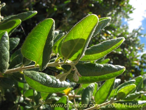 Image of Peumus boldus (Boldo). Click to enlarge parts of image.