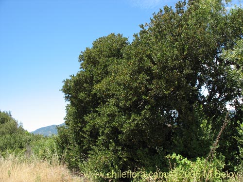 Imágen de Peumus boldus (Boldo). Haga un clic para aumentar parte de imágen.