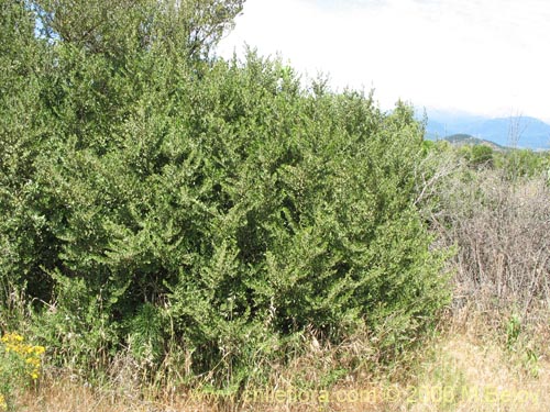 Bild von Azara dentada (Aromo de Castilla / Corcolén). Klicken Sie, um den Ausschnitt zu vergrössern.