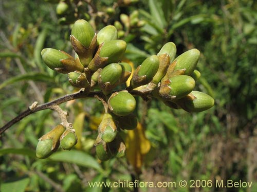 Image of Cestrum parqui (Palqui / Parqui / Hediondilla). Click to enlarge parts of image.