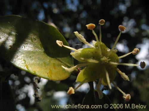 Image of Quillaja saponaria (Quillay). Click to enlarge parts of image.