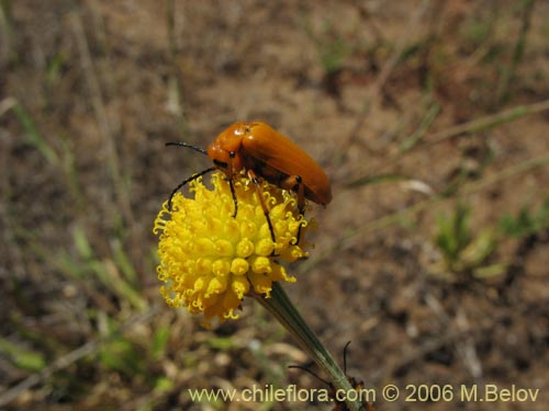 Image of Helenium aromaticum (Manzanilla del cerro). Click to enlarge parts of image.