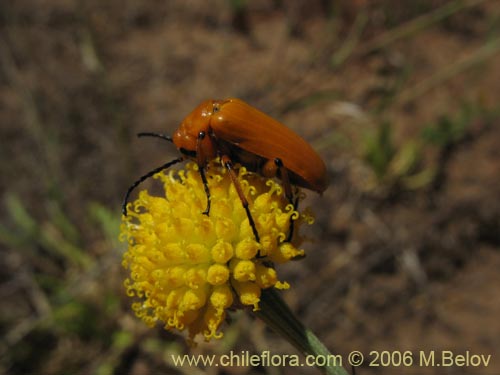 Image of Helenium aromaticum (Manzanilla del cerro). Click to enlarge parts of image.