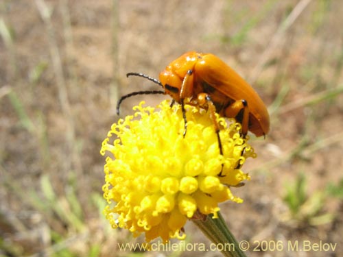 Image of Helenium aromaticum (Manzanilla del cerro). Click to enlarge parts of image.