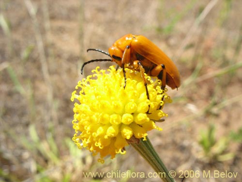 Imágen de Helenium aromaticum (Manzanilla del cerro). Haga un clic para aumentar parte de imágen.