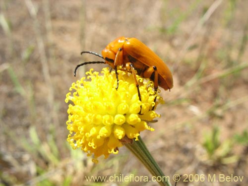 Imágen de Helenium aromaticum (Manzanilla del cerro). Haga un clic para aumentar parte de imágen.