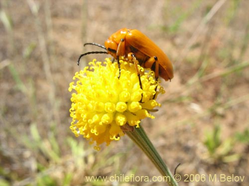 Image of Helenium aromaticum (Manzanilla del cerro). Click to enlarge parts of image.