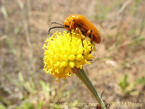 Image of Helenium aromaticum (Manzanilla del cerro). Click to enlarge parts of image.