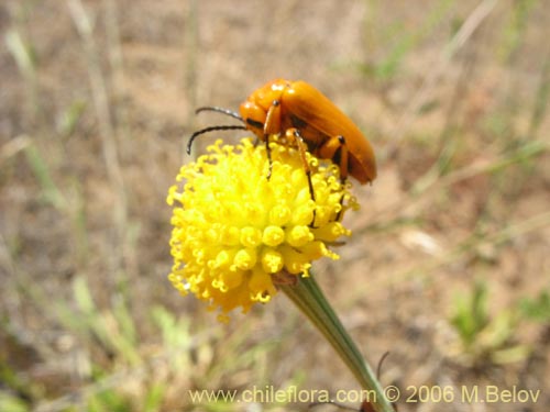 Imágen de Helenium aromaticum (Manzanilla del cerro). Haga un clic para aumentar parte de imágen.