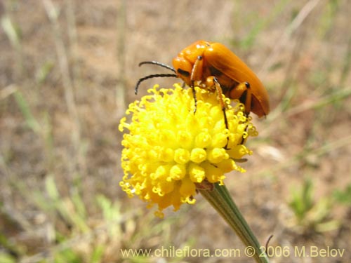 Image of Helenium aromaticum (Manzanilla del cerro). Click to enlarge parts of image.