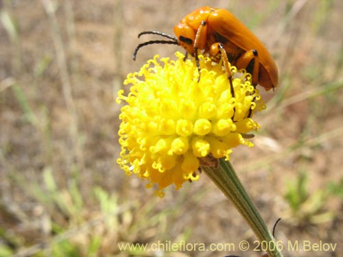 Image of Helenium aromaticum (Manzanilla del cerro). Click to enlarge parts of image.