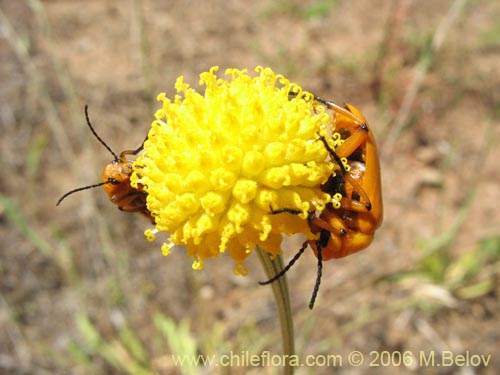 Image of Helenium aromaticum (Manzanilla del cerro). Click to enlarge parts of image.