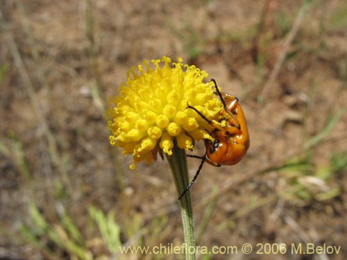 Image of Helenium aromaticum (Manzanilla del cerro)