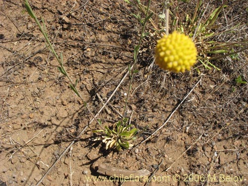Image of Helenium aromaticum (Manzanilla del cerro)