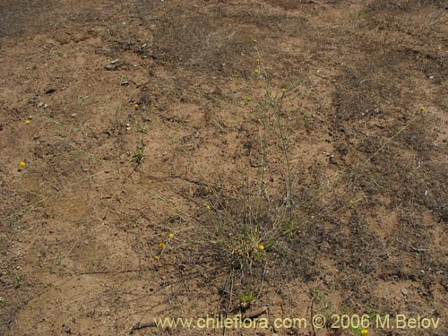 Image of Helenium aromaticum (Manzanilla del cerro)