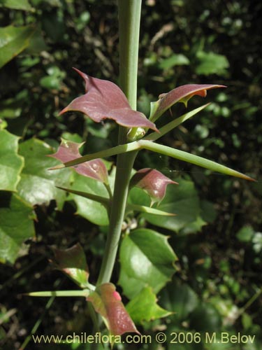 Berberis chilensis var. chilensis的照片