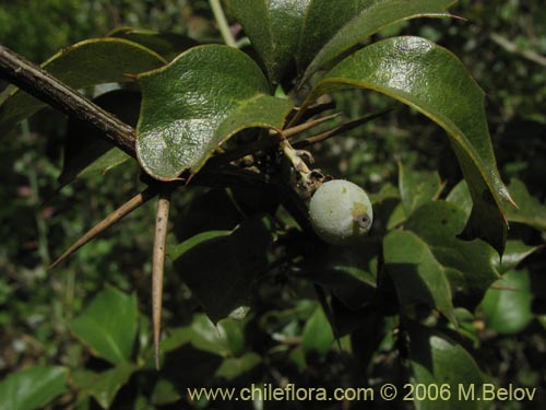 Berberis chilensis var. chilensis的照片